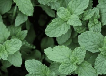 Algunos remedios para desaparecer dolores (cortesía de la herbolaria mexicana)