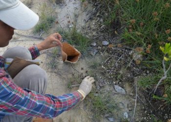 La Fundación de Parques y Museos contribuye al estudio del mapache pigmeo en Cozumel