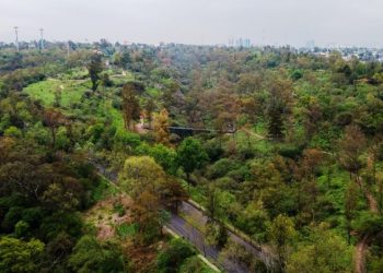 Lugares para ver las hojas caer en la CDMX