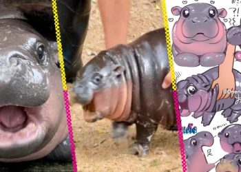 Moo Deng, la bebé hipopótamo que es la nueva sensación de internet