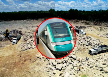 Tren Maya. Sedena tala más árboles: 219 hectáreas de selva en la Península de Yucatán