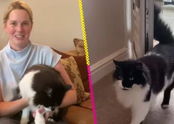 “Un shock enorme”: La historia del gato que ‘resucitó’ tras ser cremado