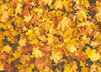 Y hablando del otoño: ¿Por qué las hojas de los árboles cambian de color?