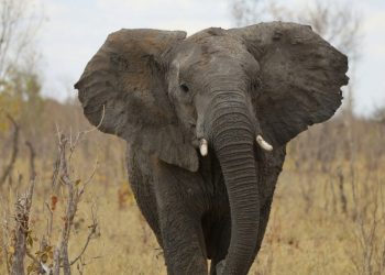 Zimbabue sacrificará a casi mil elefantes para aliviar el hambre causada por la sequía