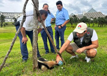 Rescatan a oso hormiguero herido en la Zona Hotelera de Cancún