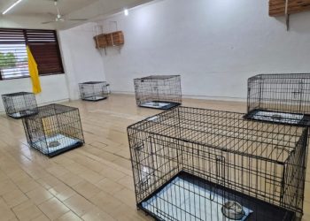 Brindan refugio temporal para animales de compañía en Chetumal