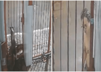 Captan a hombre golpeando a un perrito atorado en una reja en Puebla