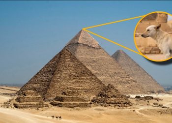 Captan a perrito en la cima de la pirámide de Giza, Egipto (vídeo)