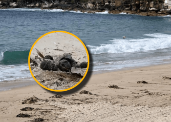 Cierran playas de Sídney por contaminación de bolas de alquitrán