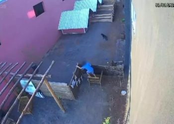 Drama en Brasil: niño entra a veterinaria y asesina a 23 animalitos