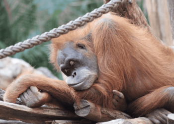 En preguntas que nadie se hizo, pero todos quieren saber: ¿Cómo duermen los animales?