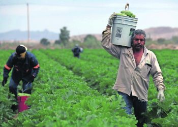 “Impuesto criminal”: Inseguridad le “pega” al campo, señala el Coneval