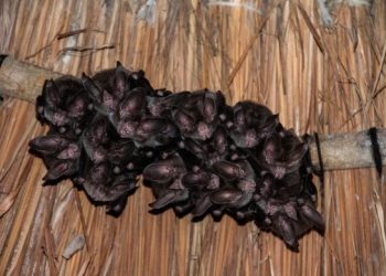 La Fundación de Parques y Museos detectan familia de murciélagos migratorios