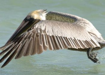 La Fundación de Parques y Museos registra el arribo de pato cucharón norteño en Punta Sur