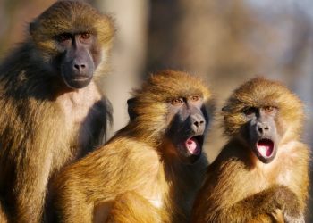 La historia de cómo unos monos salvaron a una niña de un pedófilo que quería violarla