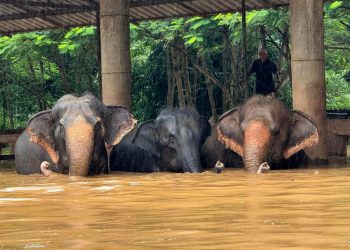 Más de 120 elefantes afectados por las inundaciones en el norte de Tailandia