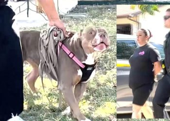 Niño muere tras ataque de perros pitbull en Texas; detienen a niñera