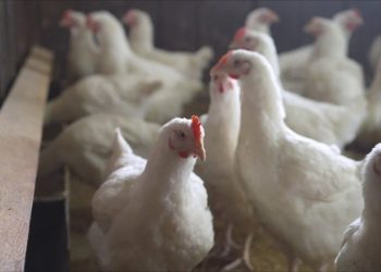 Notifican a OMS de cuatro nuevos casos de gripe aviar en humanos en EE.UU.