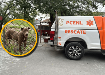 Pitbull ataca a estudiantes en secundaria de Monterrey