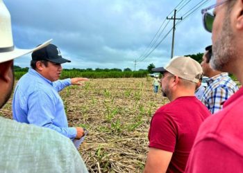 Refuerzan acciones para mejorar el rendimiento de la Zafra 2024-2025 en Quintana Roo