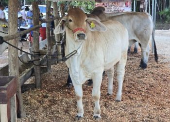 SEDARPE inaugura Pabellón Ganadero 2024 con certificado “Hato Libre”