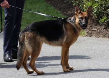 Todos los presidentes de EE.UU. excepto tres han tenido mascotas en la Casa Blanca