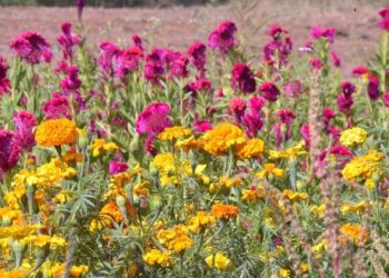 Turismo del Día de Muertos: Una visita a los campos de Tabalaopa