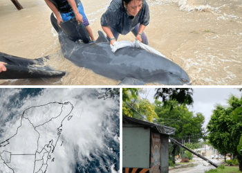 Viajeros varados, familias sin luz y un delfín herido, el saldo de Nadine en Quintana Roo (VÍDEOS)