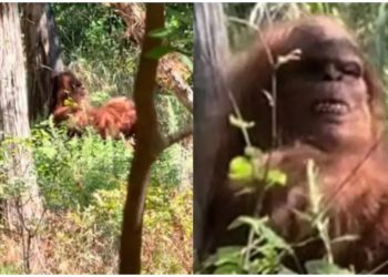 VÍDEO | Tiktoker capta a supuesto Pie Grande