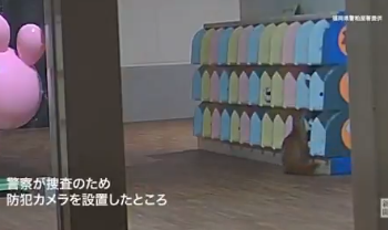 Cámara delata al ladrón: una comadreja roba zapatos en kínder de Japón