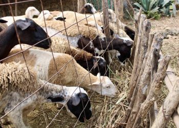Con proyectos de inversión en agronegocios e industria, Solidaridad diversificará su economía: Estefanía Mercado