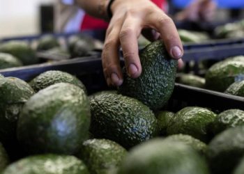 Amenaza de Trump por aranceles pone en riesgo la exportación de tequila y aguacate