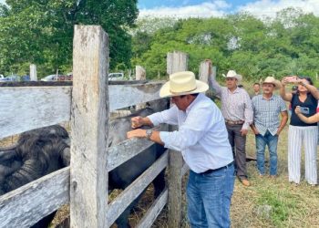 Arranca vacunación para prevenir septicemia en hato ganadero de Quintana Roo: SEDARPE