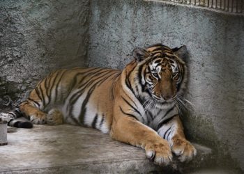 Aseguran animales exóticos en predio de Estado de México; hay varios detenidos