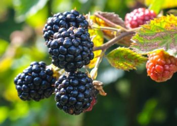 Campos de zarzamoras cerca de la CDMX