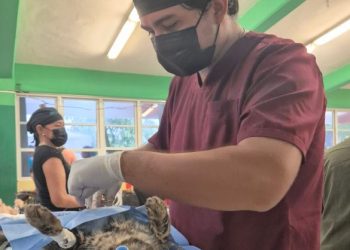 Concluye con gran éxito la Campaña Anual de Esterilización Canina y Felina en Playa del Carmen
