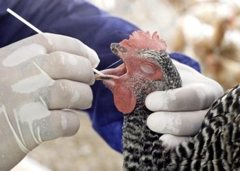 Detectan el primer caso de gripe aviar en un niño en Estados Unidos