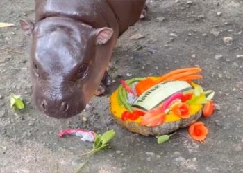 El bebé hipopótamo viral tailandés Moo Deng predice la victoria presidencial de Trump