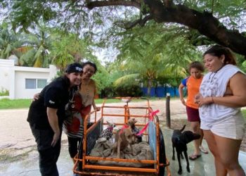 Exitosa jornada de esterilización y atención medica veterinaria gratuita, en Punta Allen: IBANQROO