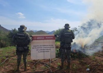 Hallan plantío con toneladas de marihuana durante patrullaje en helicóptero en Culiacán