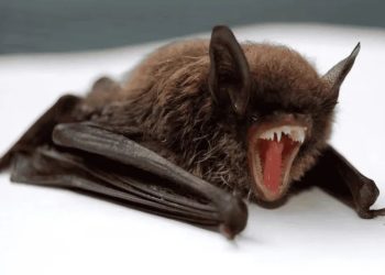 Hombre muere por rabia tras mordedura de murciélago en Oaxaca