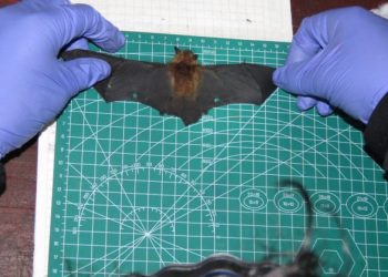 Impulsa la FPMC la investigación científica sobre murciélagos en Punta Sur