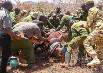 Kenia usa dispositivos de rastreo para proteger a rinocerontes negros de la extinción