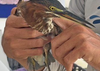 La FPMC rescata aves migratorias y destaca el rol de la comunidad en la protección de la avifauna