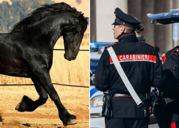 Mafia le manda a empresario una cabeza de caballo, como en “El Padrino”