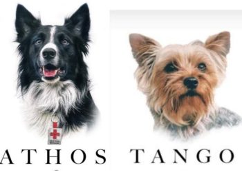 Muerte de los perritos rescatistas Athos y Tango; SCJN avala incrementar la sentencia