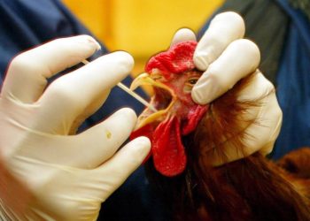 OMS asegura que no hay indicios de transmisión de gripe aviar persona a persona