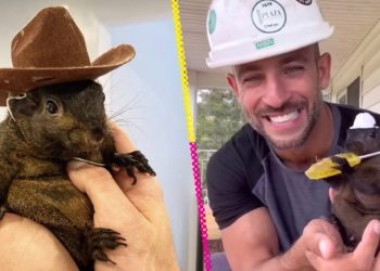 Peanut, la triste historia de la ardilla influencer que sacrificaron en Nueva York