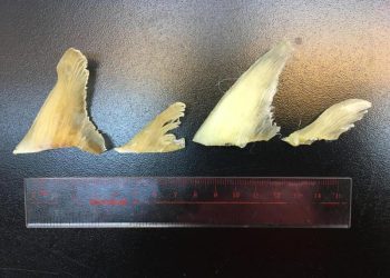 Tiburones costeros peligran por el comercio de aletas