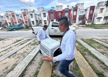 RESCATA GOBIERNO DE BJ A PERRO EN CONDICIONES DE MALTRATO ANIMAL